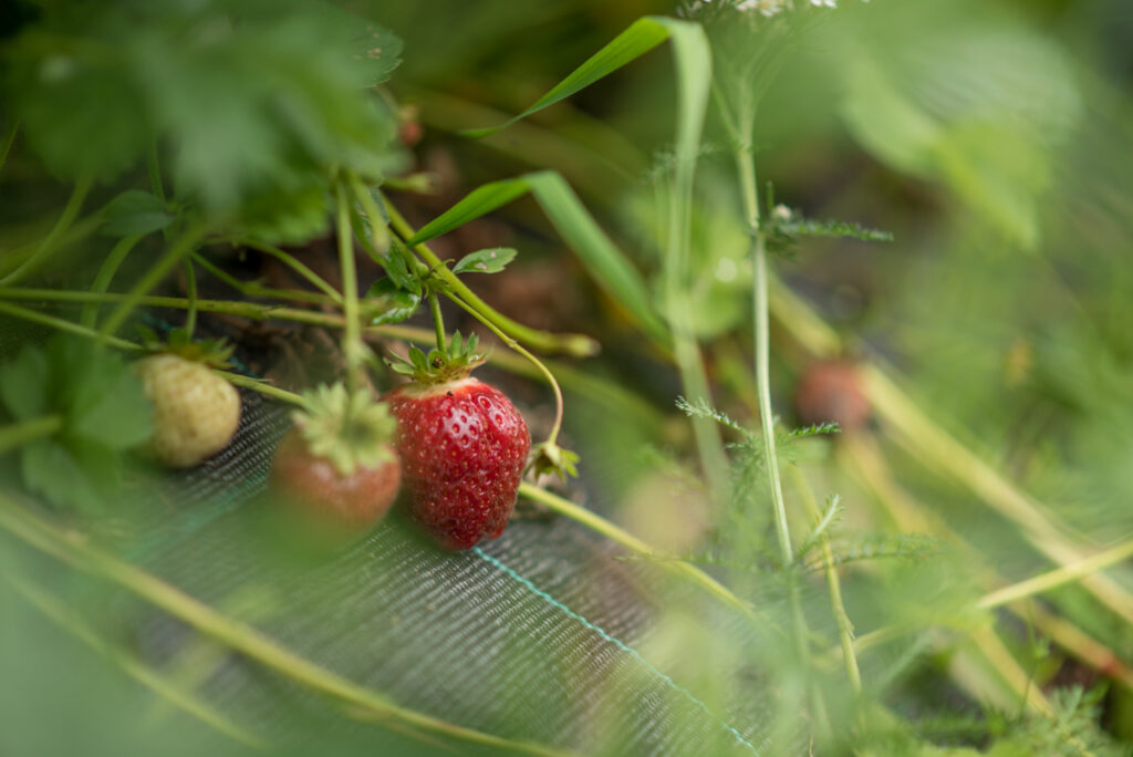 Mansikat kasvamassa.