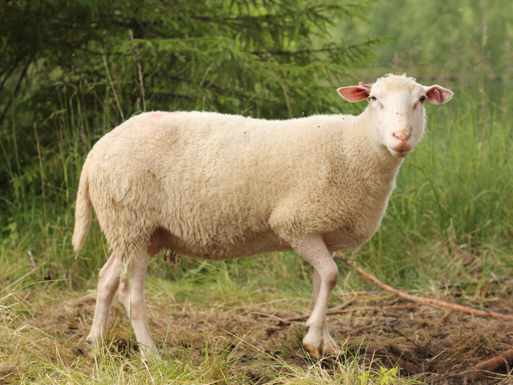 Lammas laitumella.